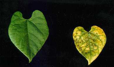 Enhancement of leaf chlorosis by high light intensity is not related to differential K