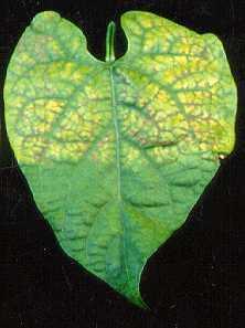 Enhancement of leaf chlorosis in Mg-deficient leaves by high light intensity is not
