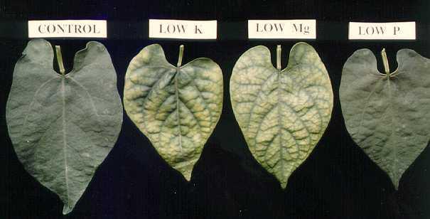 CARBOHYDRATE ACCUMULATION AND CHLOROSIS IN NUTRIENT-DEFICIENT LEAVES Inhibitions in