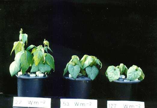 ALSO ZINC-DEFICIENT PLANTS ARE HIGHLY PHOTOSENSITIVE Increases in light intensity rapidly cause development of chlorosis and
