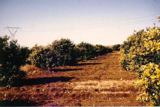 Growth of Citrus Trees on a
