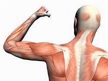 Muscle strength is often rated on a scale of 0/5 to 5/5 as follows: 0/5: no contraction 1/5: muscle flicker, but no movement 2/5: movement possible, but not against gravity (test the joint in its
