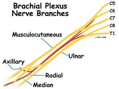Burners or stingers are the result of traction or compressive forces on the brachial plexus or cervical nerve roots.