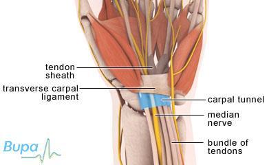 wrist and the transverse carpal ligament.