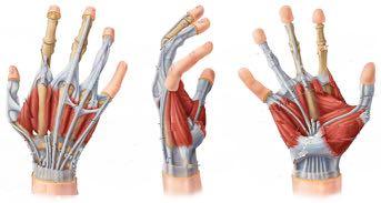 Hand Anatomy: