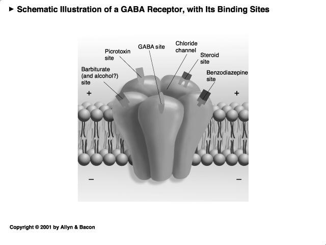 GABA-A receptor subunits Can be made from 18 different genes GABA-A γ2 heterozygous deletion produces Hyper-anxiety (innate fear) Crestani et al.