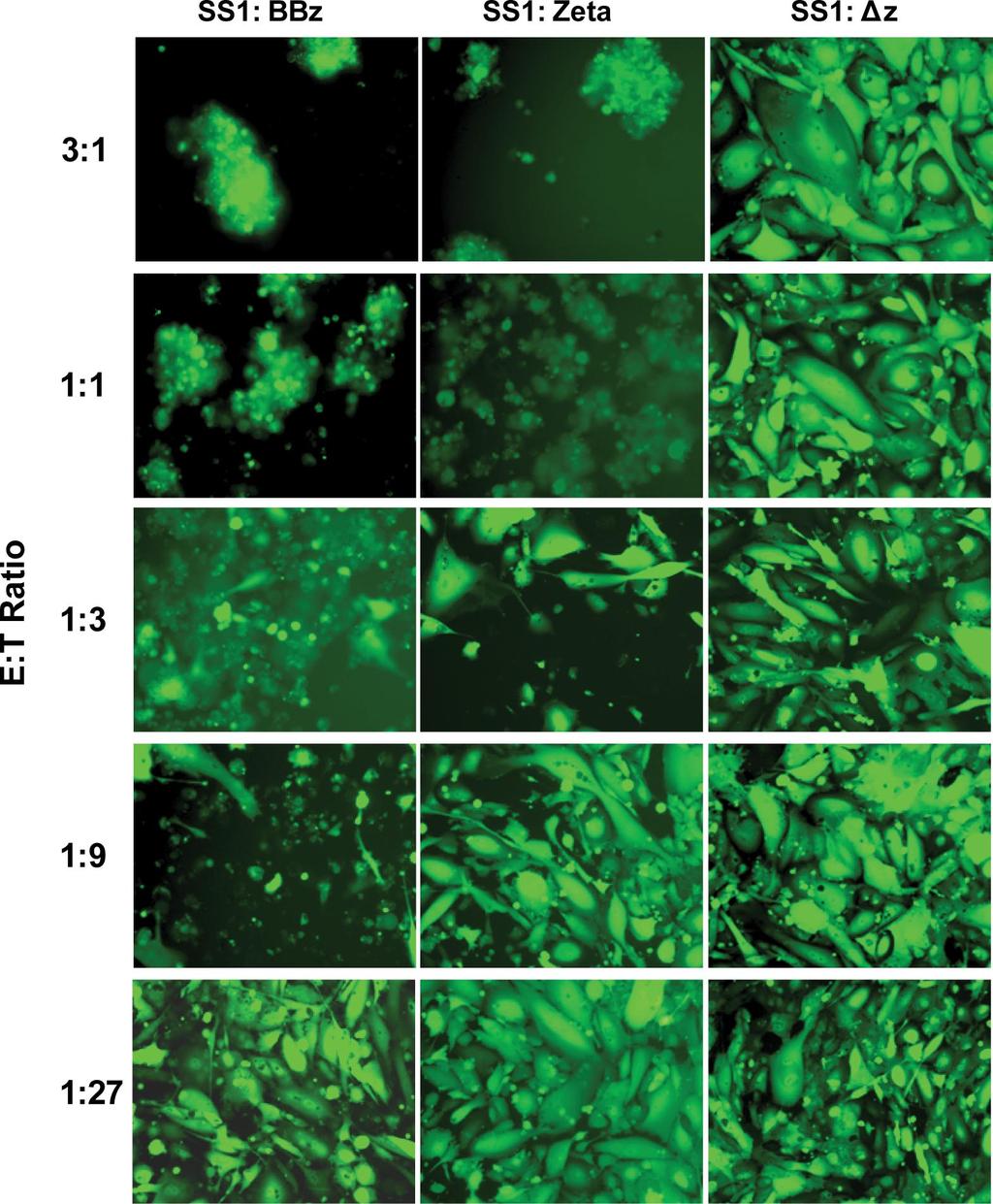Fig. S1. Efficient mesothelin-specific killing of M108 tumor cells in vitro.