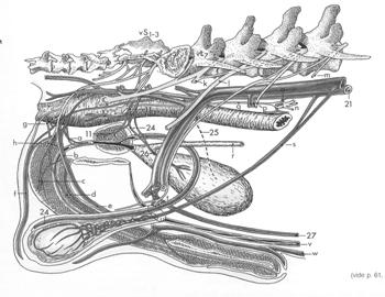 Anatomy Surgery of the Prostate Gland Dr. T.