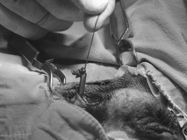 open castration via transcrotal