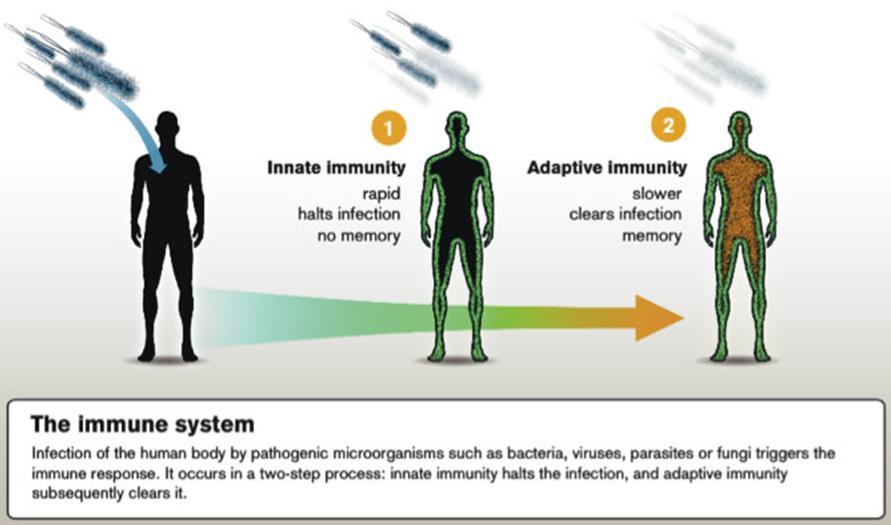 Importance of Innate Immunity http://www.usbio.