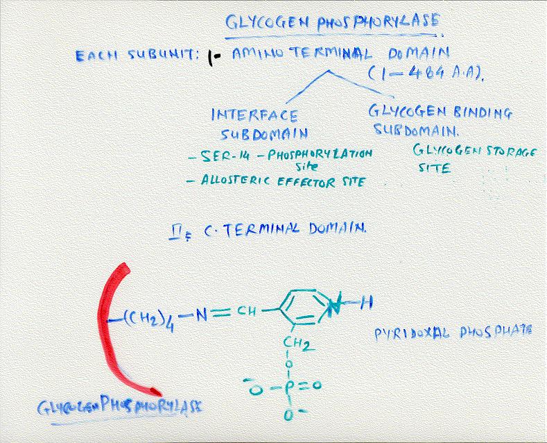 3. Glycogen Debranching enzyme: Glycogen phosphorylase proceeds along glycogen chain until it approaches close to (about 4-5