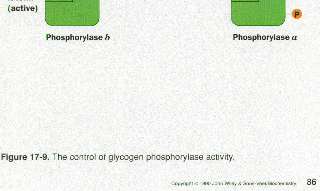 UDP-glucose phosphorylase II. Glycogen synthase III.