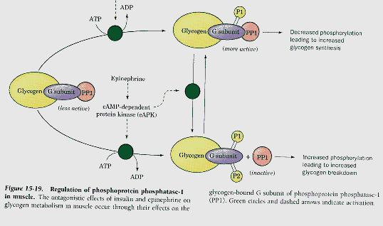 Insulin-stimulated protein kinase Glycogen Storage Diseases: These are inherited disorders which are caused by defects in the genes encoding enzymes involved in synthesis and break down of glycogen.