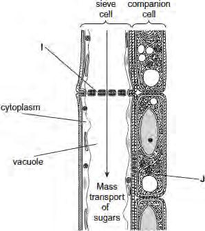 Structures I and J allow the transport of sugars between cells.