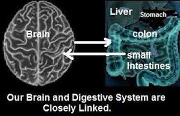 The Gut Brain Connection 90% of the cells in the body are bacteria Estimated 90-99%