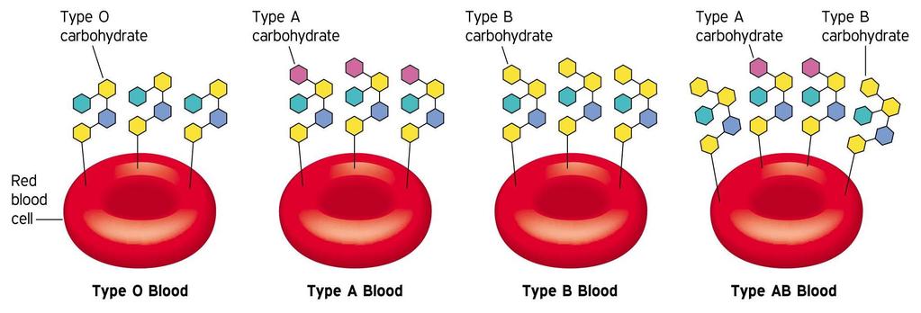 Carbohydrates for Recognition determine blood types These different sugars are the basis of rejection of blood of the wrong type.