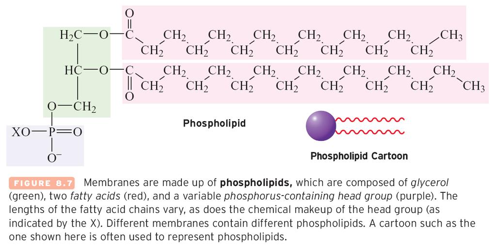 Phospholipids Looks like a triglyceride molecule except for the polar