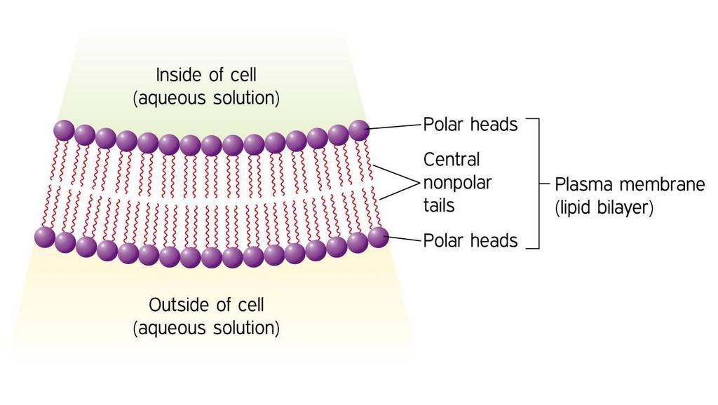 How phospholipids assemble to form a membrane