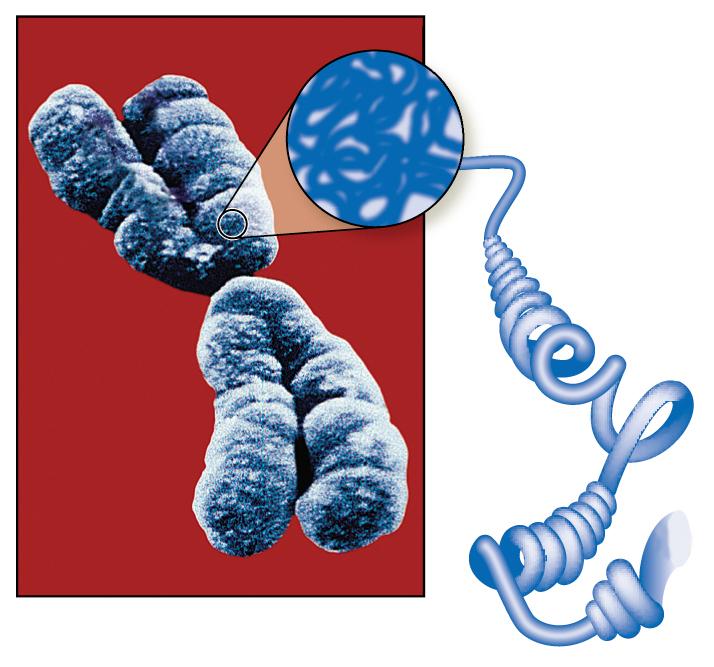 Human chromosome Contains all the genetic material needed with 46 total chromosomes, 23 chromosomes from the