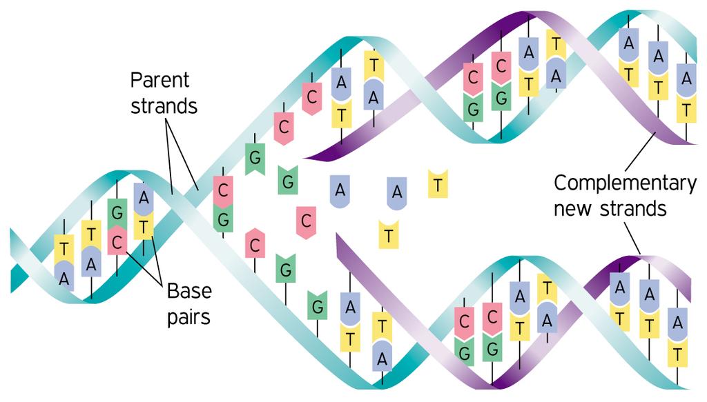 DNA is copied during replication Copyright