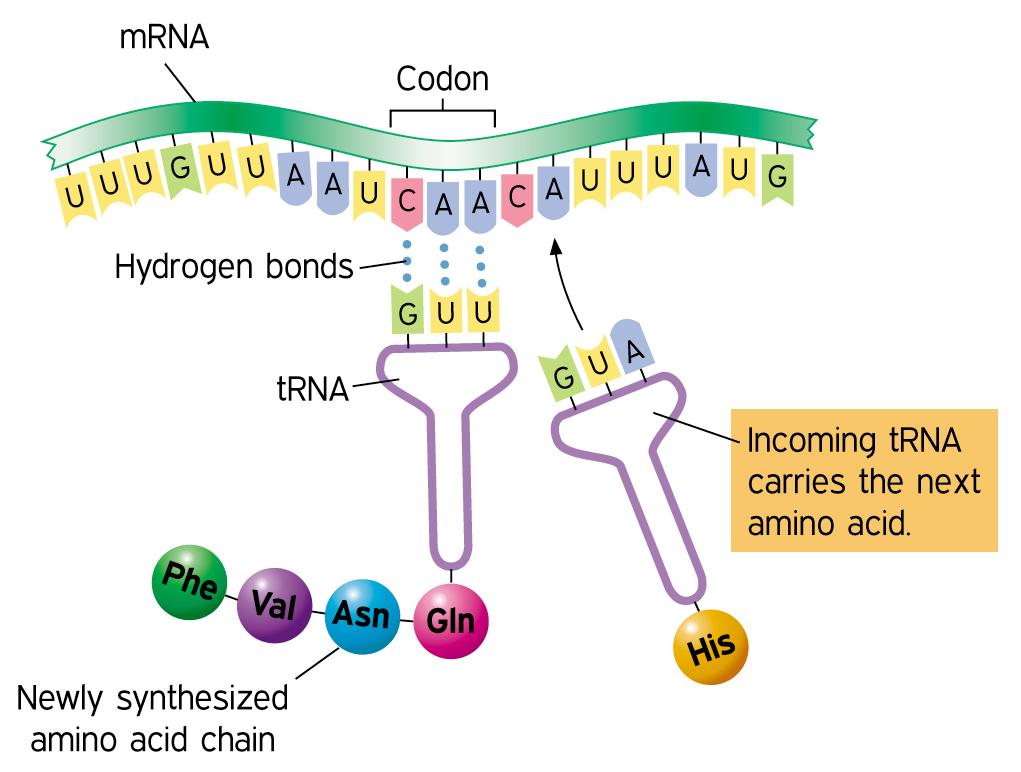 Translation: mrna "reads" to synthesize a polypeptide