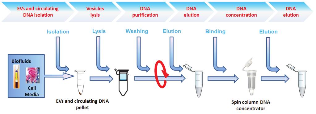 EXO-DNAc: cfdna and EV-associate DNA isolation kit for dpcr and NGS 5 EXO-DNAc Kit combines the ability of our reagent DNA-Prep to co-isolate EVs and circulating DNA from biofluids (plasma, urine,