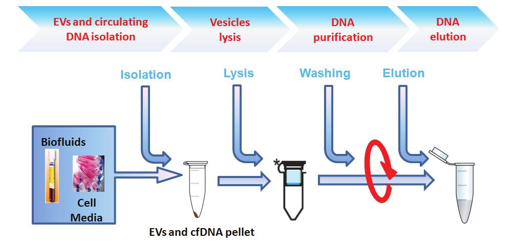 EXO-DNA: Isolation of circulating and Exosome-associated DNA EXO-DNA combine the ability to isolate EVs and ciculating DNA from a wide range of biofluids (plasma, urine, serum etc.