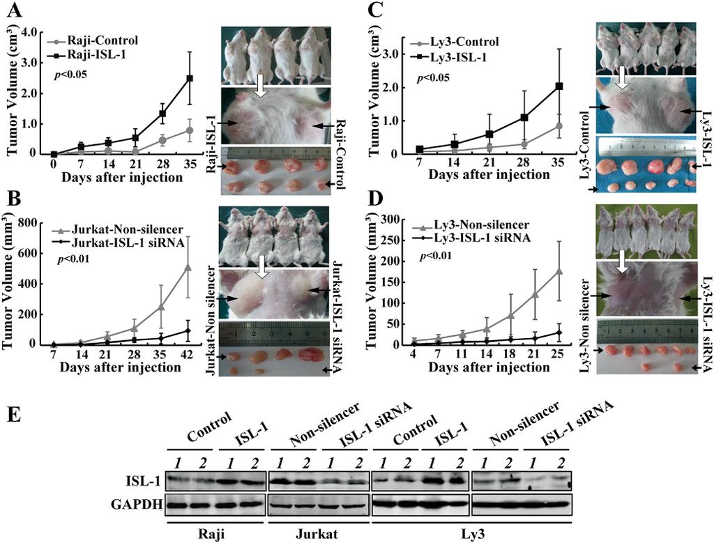 Zhang et al. Molecular Cancer 2014, 13:181 Page 5 of 15 Figure 3 ISL-1 enhances xenografted lymphoma development in vivo.