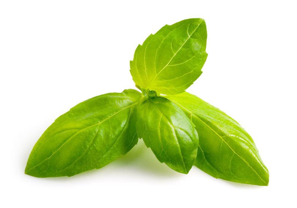 Basil Ocimum basilicum, or more commonly known as basil, is the name of an herb in the family Lamiaceae that is used mainly for culinary purposes.