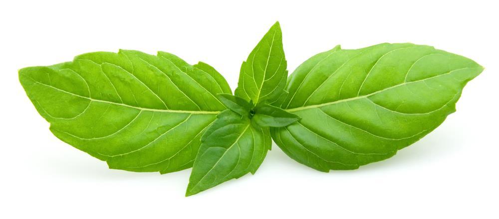 Basil Uses in Industries Food One of the main uses for basil is for culinary purposes.