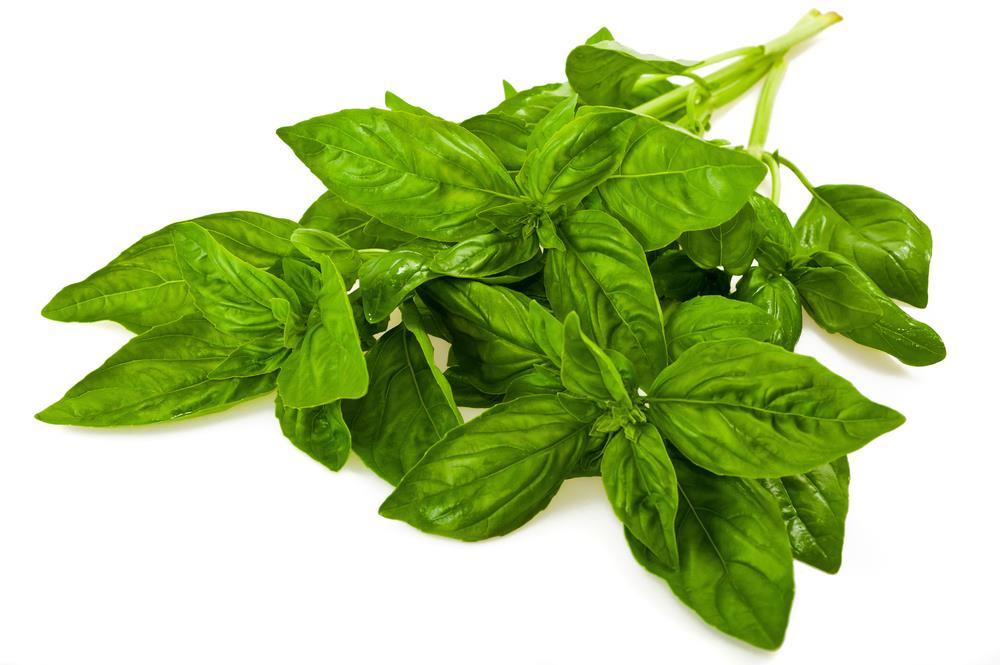 Uses in Industries Cont. Medicinal There are medicinal and health purposes to using basil.