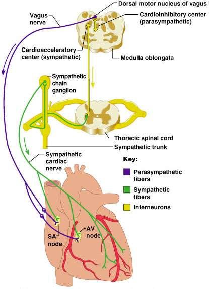 Extrinsic Innervation of the Heart Vital centers of medulla 1.