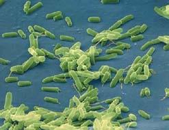 [ #2 What are bacteria? Bacteria are single-celled organisms.