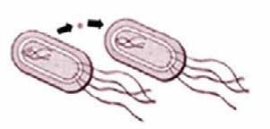 A single plasmid can provide a slew of different resistances. In 1968, 12,500 people in Guatemala died in an epidemic of Shigella diarrhea.