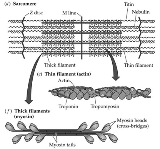 filaments Figure 20.