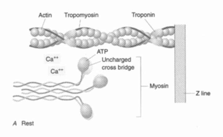 Rest Crossbridges (CB, myosin heads) extend to actin Weak binding state, not firmly attached ATP molecule is bound to
