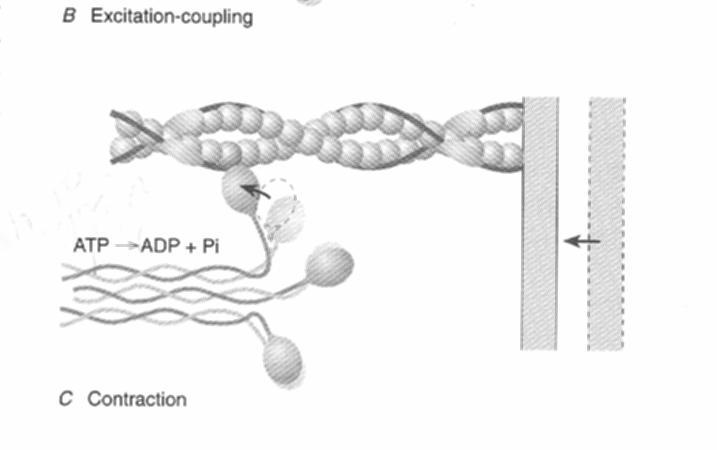 Contraction Actin filament slides over myosin Sliding develops tension and movement Shorten by 1% of resting length
