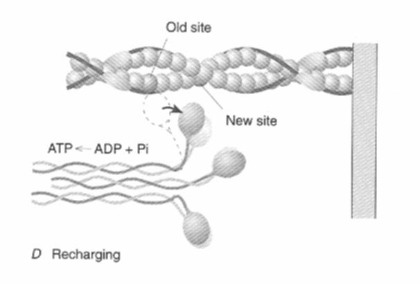 Recharging Continual recharging is necessary Attachment of ATP molecule breaks strong binding state - returns to weak binding
