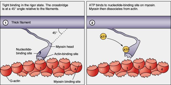 Rigor State The Molecular Basis of Contraction Compare to Fig 12-9 myosin affinity changes due to ATP