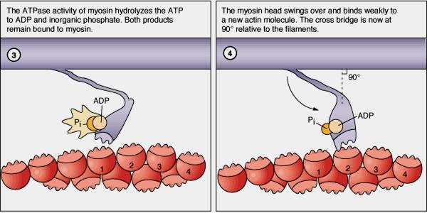 Released energy changes angle between head & long axis of myosin Myosin head acts as