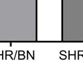 SHR, homozygous for SHR genotype;