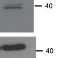 c, In vitro enzyme assay of