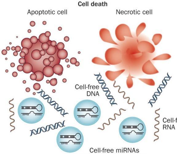 Fragments of DNA are shed into the bloodstream from dying cells during cellular turnover or other forms of cell
