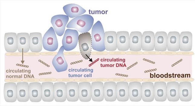 ctdna ctdna may be derived from primary tumors, metastatic lesions, or CTCs. The fraction of ctdna that is tumor derived in patients with cancer has a variable contribution ranging from <0.