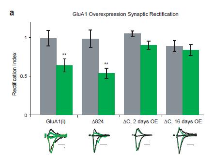 SUPPLEMENTARY INFORMATION RESEARCH Supplementary Figure 2. Overexpressed GluA1 increases synaptic rectification.