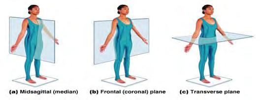 ASSESSING POSTURE SAGITTAL (Flex/Ext movement) FRONTAL AXIS OF ROTATION FRONTAL (abd/add/latflex) SAGITAL AXIS OF ROTATION) TRANSVERSE (int/ext rot) VERTICAL AXIS OF