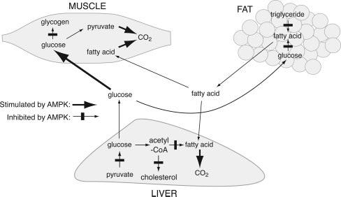 Towler and Hardie AMPK in Metabolic Control and Insulin Signaling 333 TABLE 2.