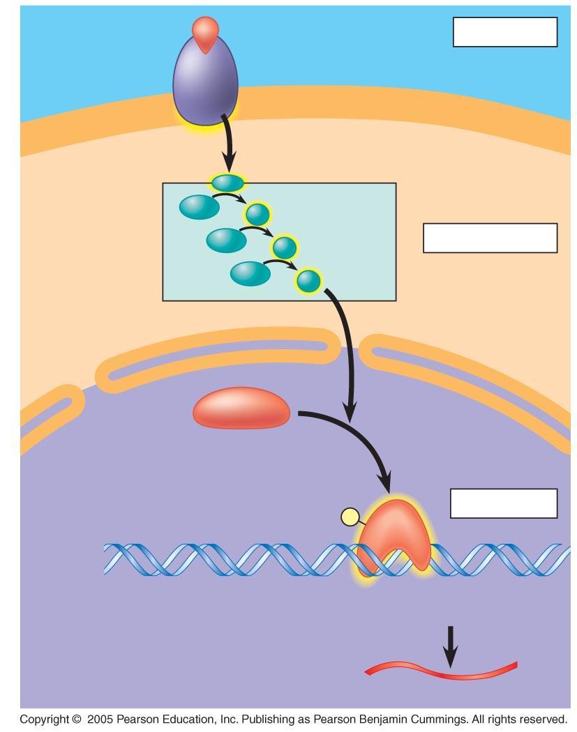 Growth factor Receptor Reception Phosphorylation cascade Transduction CYTOPLASM DNA