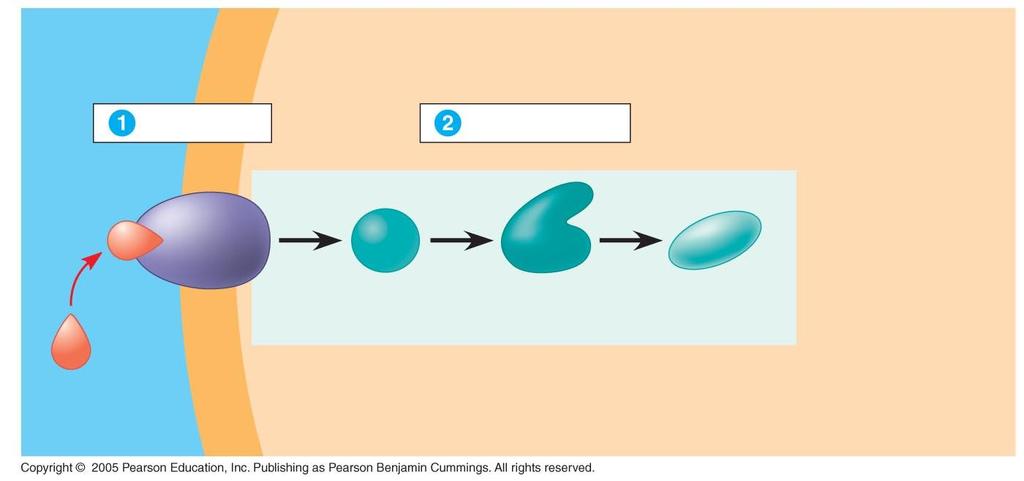 Transduction Usually involves multiple steps Multistep pathways can amplify a signal EXTRACELLULAR FLUID Receptor