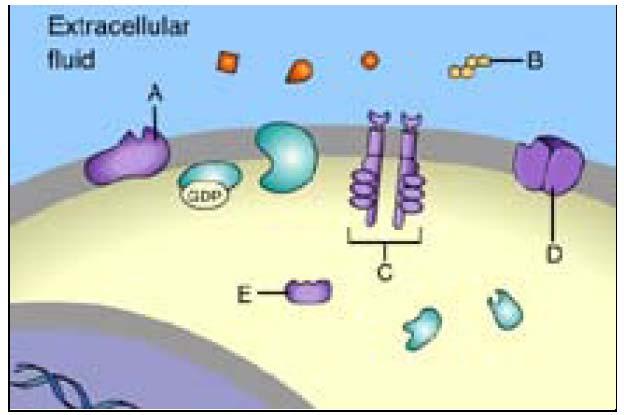 11. Most signal molecules A) easily diffuse through the membrane and bind to receptors in the cytoplasm or nucleus.